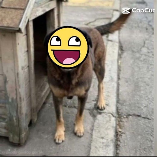 o vídeo não é meu! ! #naoflopa #cachorro #desflopacomu #desflopacomu #luto #vaiprafy