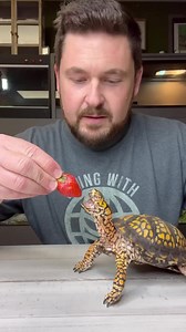 What to feed box turtles (featuring Otis)!! 😀👏🐢 | Garden State Tortoise