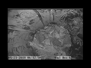 Live Gray Squirrel Nest Camera