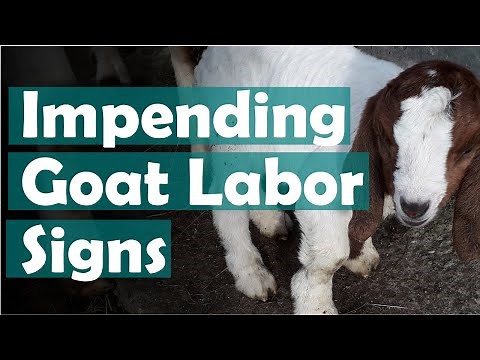 How to recognize early labor in goats - The sure signs to look for