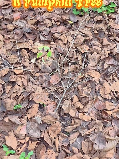Halloween pumpkin tree 🎃🌳 #pumpkin #halloween #shorts #diy #spooky #handmade