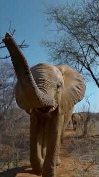 Young elephants learn to follow their noses. #elephant #wildlife #naturepbs #stem #africa