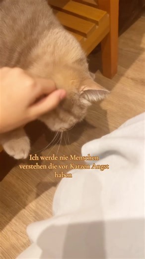 Understanding Fear of Cats