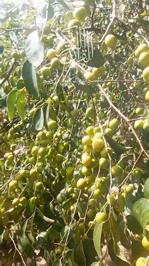 hadees e hazrat Muhammad,hadeese in urdu shorts, hadeese qudsi‎