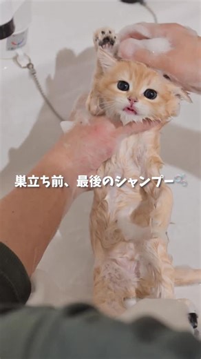 みはらこうた｜cat house Moco🐈 on Instagram: "お迎え前の、身だしなみルーティン🫧 Mocoでは送り出す前に、必ず ・シャンプーとリンスでしっかり洗って ・ふわっと乾かして ・最後に爪を整えてから 新しいおうちへ送り出しています🌿 見た目をきれいにするためだけじゃなくて、 お迎え初日から気持ちよく過ごせるように。 手触りや清潔感まで、できるだけ整えた状態でバトンを渡したいと思っています。 送り出す瞬間は、いつも少しだけ名残惜しい。 でもそれ以上に、信頼できるご家族のもとで始まる新しい暮らしが楽しみです🕊️✨"