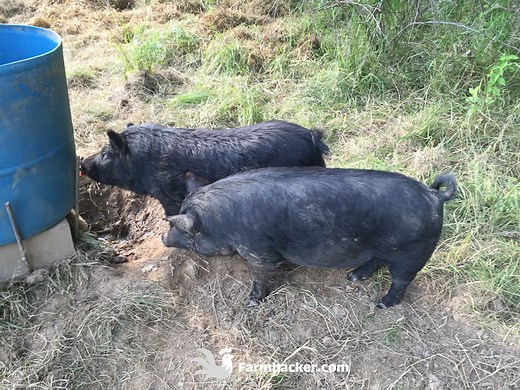 The 3 Best Pig Waterers in 2023 - Farmhacker.com