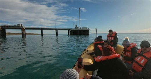 Video: las ballenas se lucen en el Puerto San Antonio Este, a 65 km de Las Grutas, descubrí los paseos de avistaje
