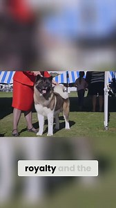 How Akita dogs became legends in Japan!