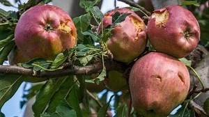 129K views · 2.4K reactions | Kulgam district also received heavy...