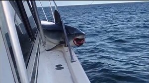 WOW! Check out this video of a shark that jumped on a boat off of Long Island. The shark got caught on the guard rail and put up the fight of his life. It even tried to bite through the rail. Eventually, the fisherman cut shark loose. (Video credit: Newsflare/CaptainDon) | FOX 5 NY