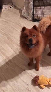 1.1K views · 187 reactions | FOR ADOPTION!!! Teddy update from Miami...