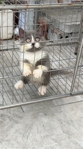 Mèo Anh Lông Ngắn Giá Đẹp Anh Chị ơi