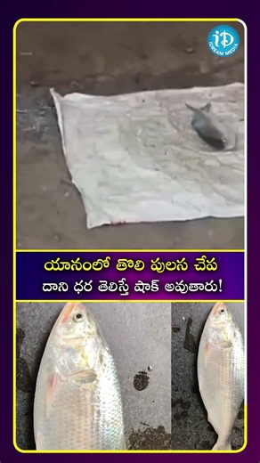 యానంలో తొలి పులస చేప దాని ధర తెలిస్తే షాక్ అవుతారు! #fish #pulasa #viral | iDream Cine Telugu