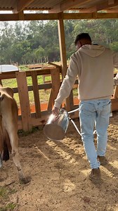 Ordenhadeira portátil de inox: como instalar e usar na vaca