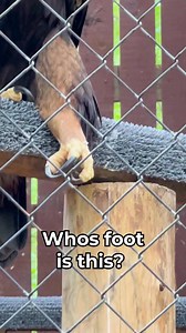 Did you know? Golden Eagles have a wingspan of 6-7 feet and due to their large size they can hunt wild goats, turkeys, and small deer. Raptors can only carry about a third of their body weight, so Golden Eagles will push goats off cliffs or tackle turkeys to the ground to get a meal. Even though they can hunt large animals, they choose rabbits and other medium-sized mammals more often. Golden Eagles will also fight off coyotes and fox who are trying to steal their food! Have you ever seen a Gold