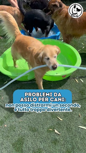 Asilo per cani con 40 cani: vita di un dogsitter quotidiana