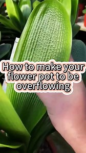 #garden #nature #flowers #gardening #plants #flower #photography #naturephotography #green #love #gardenlife #summer #gardendesign #jardin #garten #beautiful #landscape #spring #plant #gardeninspiration #home #naturelovers #macro #mygarden | The Secret Garden