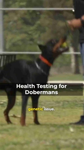 Health testing for Doberman Pinschers