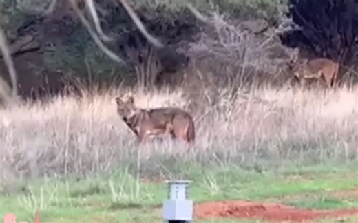 Λύκοι εμφανίστηκαν στη Θέρμη Θεσσαλονίκης - Σε απόσταση αναπνοής από τα σπίτια τα άγρια ζώα (Βίντεο)
