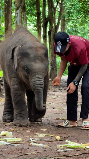 #Clever hug khun can do thank you ☺️🥰🐘hug khun and mahout 🐘🥰Ep-4 | Bank Mahout