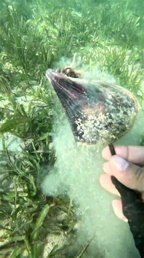 This is how to catch wasay-wasay shell 🐚 #seaadventure #seashell