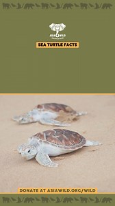🐢 Sea Turtle nests are a crucial part of coastal wildlife. Female Sea Turtles can lay up to 100 eggs in a single nest! Every year, thousands of Baby Sea Turtles hatch and make their way to the ocean, but disturbances can drastically affect their survival. Approaching nests or bothering hatchlings can lead to disorientation and make them vulnerable to predators, leaving them at risk before they even reach the water. 🌊 Though it may be tempting to interact with these tiny explorers, even well-me