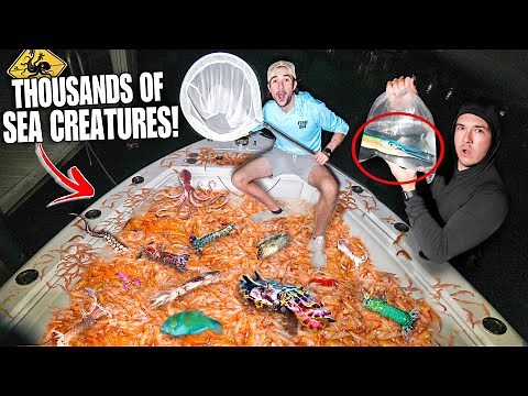 Netting Thousands of GIANT SHRIMP at Night!