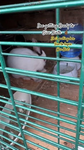 Rabbit Getting Ready To Give Birth. #bunny #rabbit