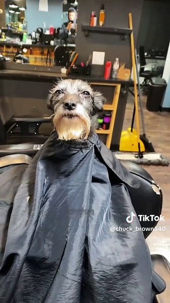 SPIFFY‼️🔥 #dutycalls #fyp #funnydog #funny #barber #trending #viral #fypシ゚ #spiffy #love #haircut #backtoschool