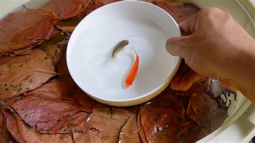 お祭りの金魚を専用バケツで7ヵ月育てた結果…二度見レベルの展開に「こんな未来が…！」「伏線回収すごっｗ」 | オリコンニュース | 福井新聞ONLINE