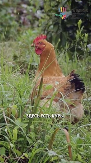 🇨🇳🍃 At the end of April, Guyu season begins in China – literally the period of “Bread Rains.” #china
