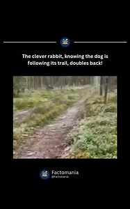 In the predator-prey encounter, instinct usually rules, but sometimes intelligence takes over. This clever rabbit, chased by a hunting dog, doesn’t flee blindly; instead, it doubles back along its own tracks. The confused dog loses the trail, and the rabbit disappears. It’s a reminder that survival isn’t always about speed — sometimes cleverness and strategy win. #Fact #facts #crazy #curiosity #personal #world #dog #rabbit #prey #nature | Factomania