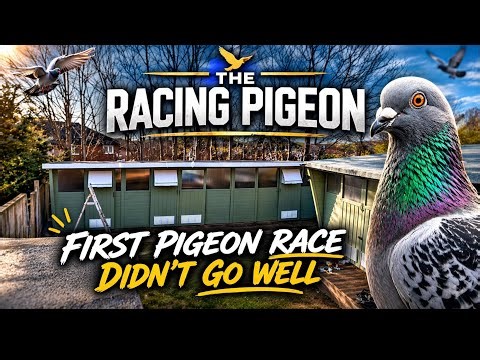 First pigeon race with broken in pigeons didn’t go to plan