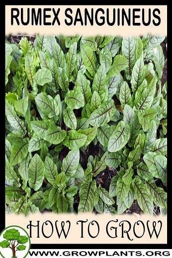 Rumex sanguineus - How to grow & care