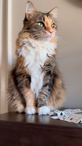 The definition of cat owner. #cats #mikaandmocha #funnycats #definition #catowner #catparents #lovecats #catsofinstagram | Mika and Mocha