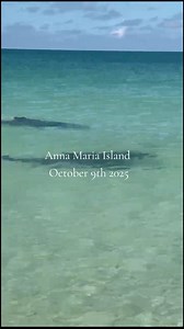 THIS is #annamariaisland , Florida!!! We were blessed with this show of TWO adorable dolphins racing right in front of us on my gorgeous friend's birthday celebration day!!! Hope you get a chance to visit our #island at least once in your life! #Florida #dolphin #dolphintour | Jonna Jones