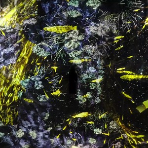 On view at “teamLab Borderless: MORI Building DIGITAL ART MUSEUM” Azabudai Hills, Tokyo Permanent https://borderless.teamlab.art/en/ ・ “The Way of the Sea: Cosmic Void” This work begins when the shoal of fish from The Way of the Sea enters the Cosmic Void. The work ends when the fish leave the space and disappear. If you stand at the position close to the entrance, the boundary between the wall and the floor disappears, making the lines drawn by the trails of the shoal appear three-dimensional. 