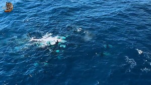 635K views · 16K reactions | Orca The Killer Whale, Wild Animal Hindi, #documentary #wildanimals #wildlife #hindi | Wild Animals Hindi | Facebook