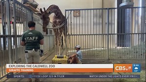 EXPLORING THE CALDWELL ZOO: Taking an inside look at giraffe training
