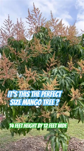 Excellent size mango tree #FloridaMango #Mangoaficionado