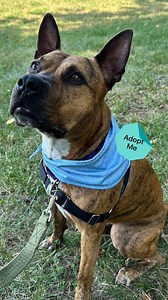 PLEASE SHARE! This vibrant pup continues to be overlooked. 😞 Meet Dash, a 5-year-old Border Terrier mix who has been available for adoption at @alexanimals in Alexandria, Virginia for over a year—something we hope to change very soon. He is a playful and curious guy who loves games, especially tug of war, and long, sniff-filled walks by your side. Dash can be a bit timid at first, but once he gets to know you, you won’t be able to resist his big, adorable puppy eyes. Despite making progress thr