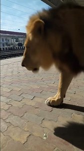 Tiger in Pathsala train station
