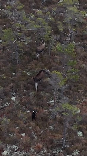 Absolutjakt on Instagram: "Gårdagens älgjakt slutade med att Nico skällde på älg i 6,5 timme innan jag kunde koppla honom. För det mesta höll Nico & älgarna sig inne i en gigantisk mosse utan några vägar i närheten. Då jakten var avbruten så valde jag att kolla läget med drönaren, se hur Nico jobbade och se vad för typ av älg det var 🫎 Det visade sig vara två vuxna hondjur. Nico var nöjd och husse glad efter bra arbete 🙌 #älgjakt #kareliskbjörnhund #ackerskennel #jägare #jakt #jakthund #absolu