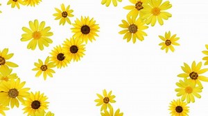 Floral background (sunflower) - alpha, looping animation