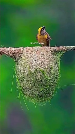 Nesting Time🪹 Nature of birds 🌱 #birds #nature #yshorts #love #shorts #trending #youtubeshorts