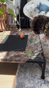 Watch Cheerble Wicked Ball peppy pet ball on Amazon Live