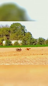 62K views · 904 reactions | Wild dog hunting speed #animals #wildanimals #thegioidongvat #dog #rabbit #animals #animalsattack #hunting #wildlife #wildlifephotography #animalswildlife | ABMCI Mission Bouaké | Facebook