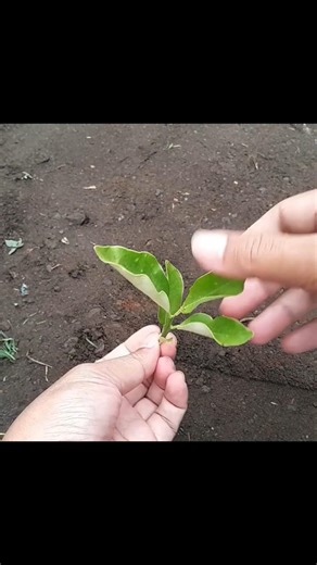 This Trick Grows Lemon Cuttings in 21 Days! 🍋 #shorts