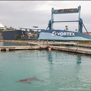 Sound on 🔊 For the dolphins at Sea World - Gold Coast, Australia, 50 years in captivity is a life sentence. Help end dolphin suffering 👉 www.worldanimalprotection.org.nz/take-action/end-dolphin-suffering #MiseryInCaptivity #UntilEveryTankisEmpty | World Animal Protection New Zealand