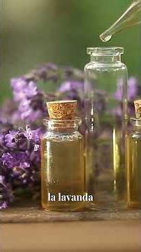 Lavender: The Plant That Withstands the Sun and Scents Your Garden